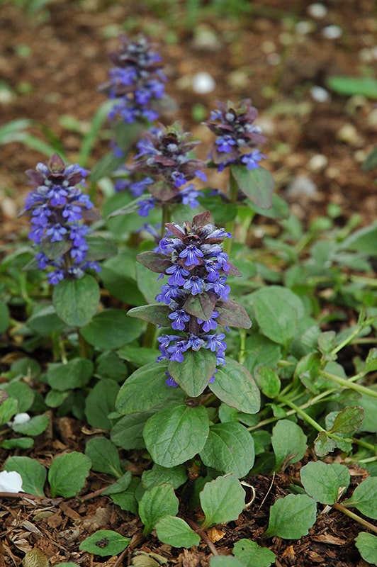 Bugleweed