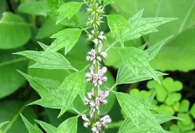 Motherwort